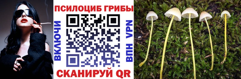 Галлюциногенные грибы Psilocybine cubensis  где купить наркоту  Шахунья 